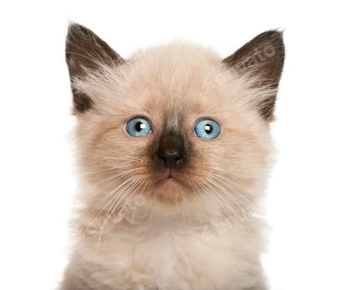 Preview: Close-up of a Kitten in front of white background