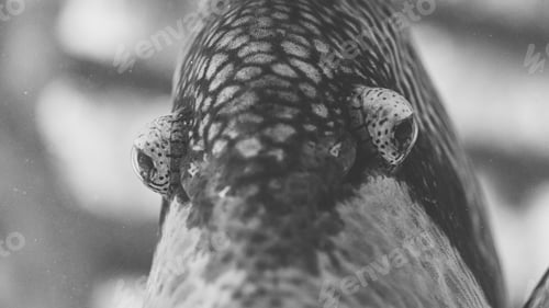 Preview: black and white macro photo of a trigger fish