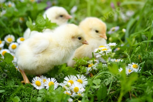 Preview: Little chickens on green grass with daisies