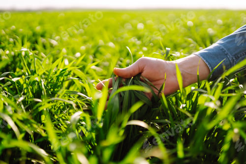 Preview: Young Green wheat seedlings in the hands of farmer. Male farmer looking at produce before harvesting