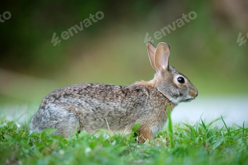 Preview: Grey small hare eating grass on summer field. Wild rabbit in nature