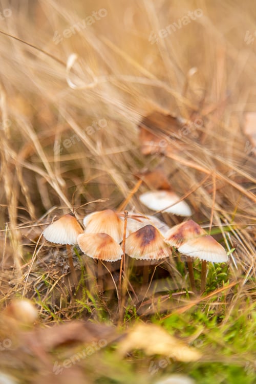 Preview: Bad mushrooms in the forest. Selective focus.