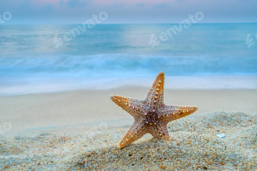Preview: starfish on the beach at sunrise