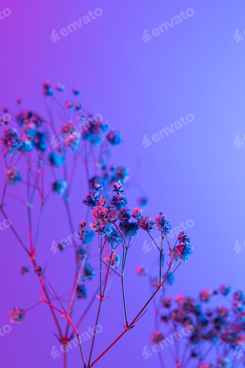 Preview: White gypsophila on a gradient background. Floral bouquet of fresh flowers.