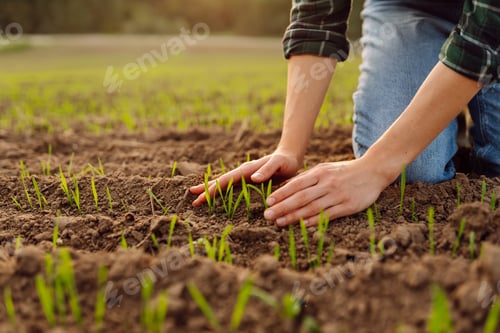 Preview: Farmer holds a young green wheat sprouts in hands checking quality of new crop. Concept of ecology.
