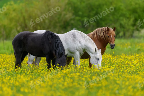 Preview: White, black and brown horse on field of yellow flowers