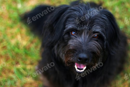 Preview: Cute Dog