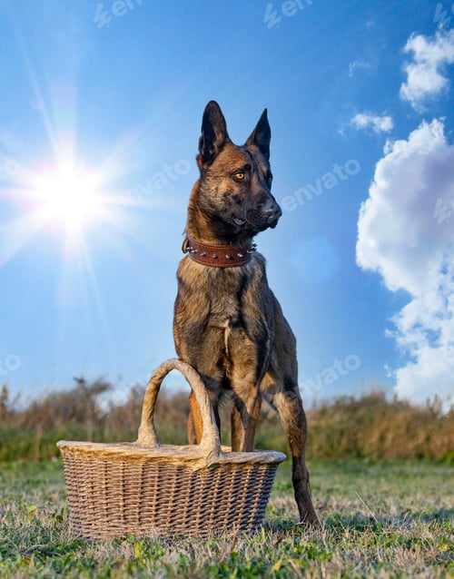 Preview: training of belgian shepherd