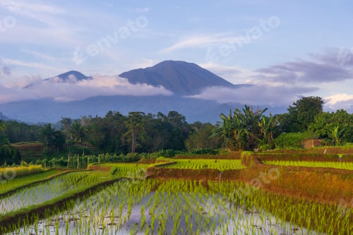 Preview: Beautiful morning view indonesia Panorama Landscape paddy fields with beauty color