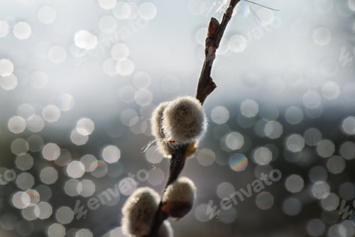 Preview: Spring flowering willow on bokeh background