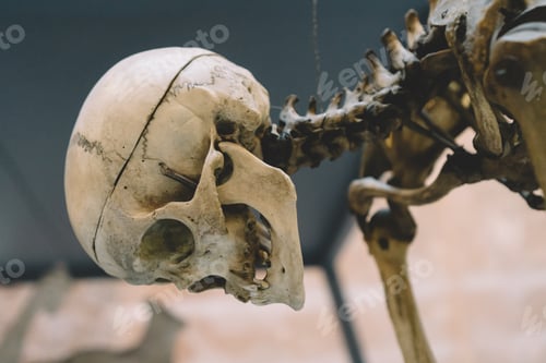 Preview: Human skeleton head