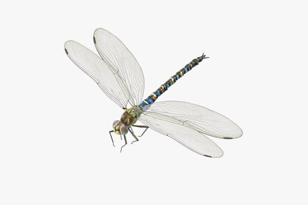 Preview: Vivid Winged Dragonfly