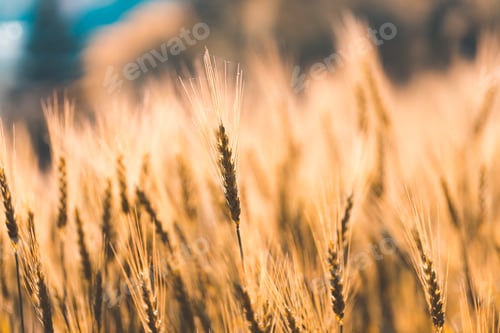 Preview: Closeup on golden wheat field or barley farming.
