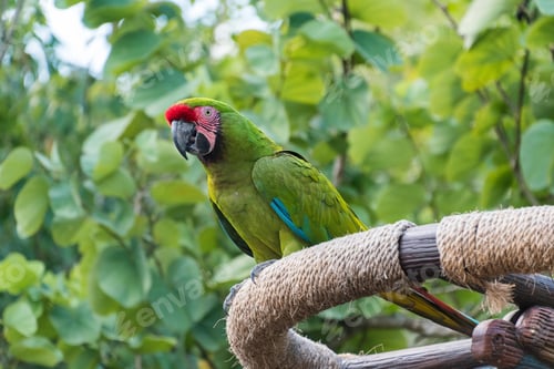 Preview: bird, parrot, Scarlet, Macaw