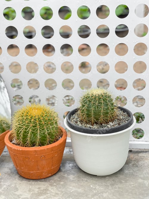 Preview: Two potted cacti sit near a patterned fence