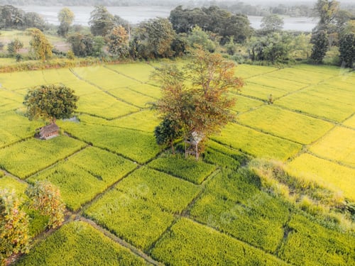 Preview: Aerial Photo of green Rice fields in the countryside of Sri Lanka