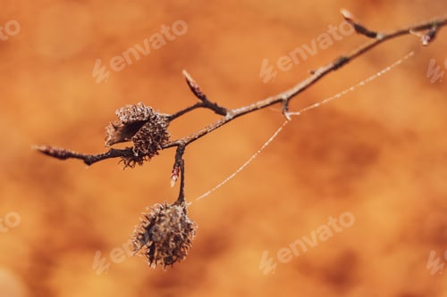 Preview: Branch of European beech in late autumn on blurred background of orange leaves.