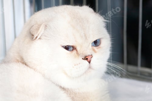 Preview: Scottish fold cat