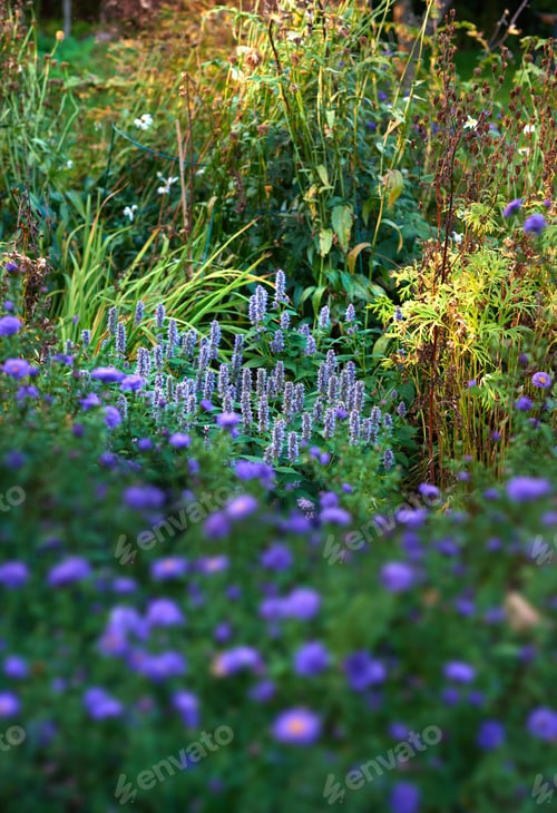 Preview: Garden photo
