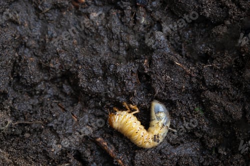 Preview: Larva of the underground pest of the vegetable garden - mole cricket. Close-up on the ground.