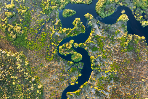 Preview: Florida wetland nature.