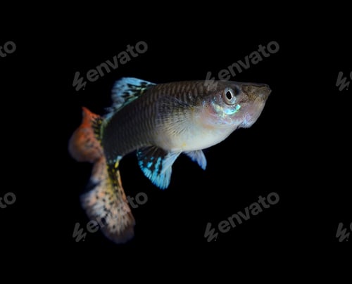 Preview: Beautiful Guppy Isolated on Black Background