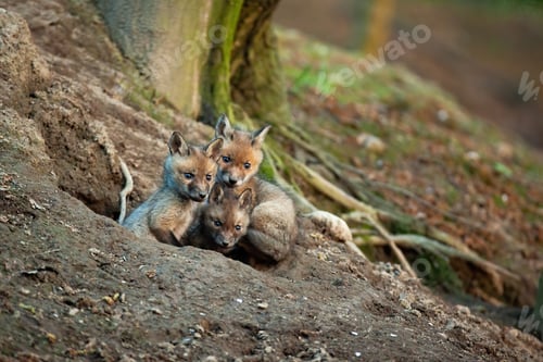 Preview: Fluffy red fox cubs exploring surroundings of their den in spring forerst