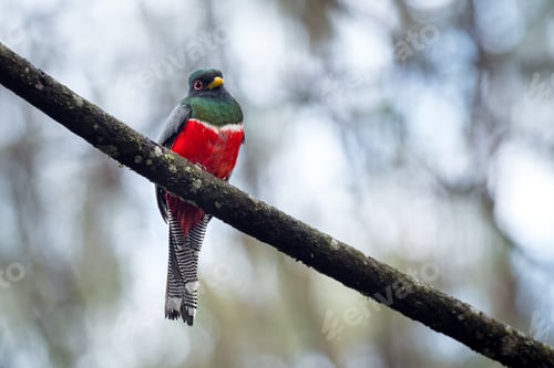 Preview: Colorful and beautiful bird perched on a diagonal tree branch with a nice background