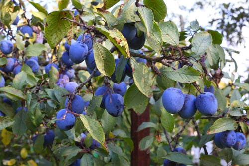 Preview: Plum tree branch with ripe fruits