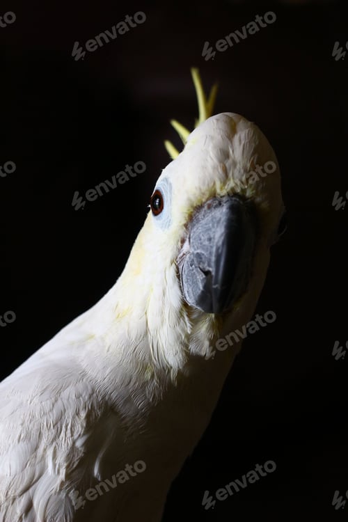 Preview: Closeup shot of a white cockatoo against a black background.