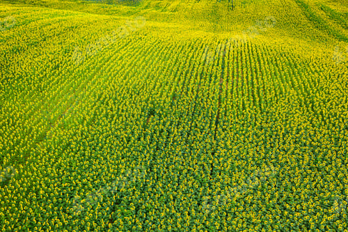 Preview: Aerial view of big sunflower field in summer