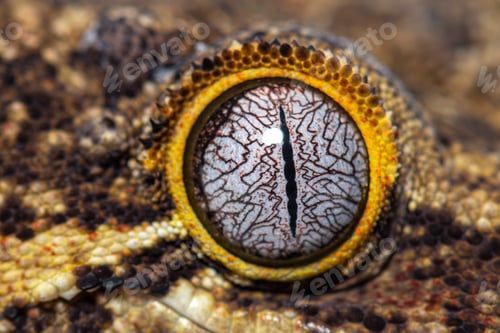 Preview: Close-up on a reptile eye, New Caledonia bumpy gecko, Rhacodacty