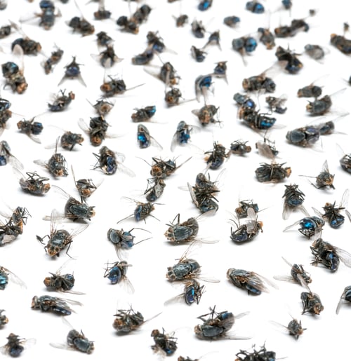 Preview: Close-up of a group of dead flies, isolated on white