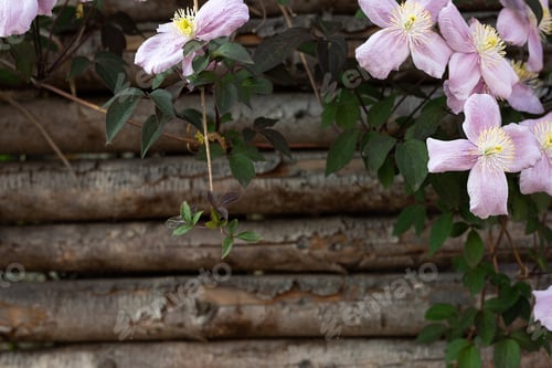 Preview: Spring concept, floral background, pink clematis montana on a wooden fence.