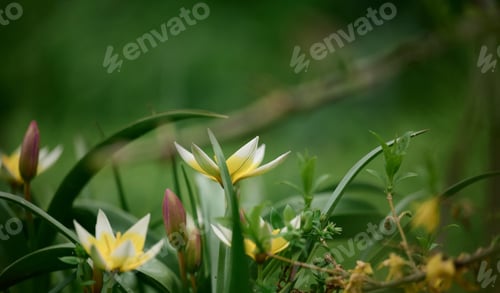 Preview: Blooming white tulips in the garden among green grass, spring day