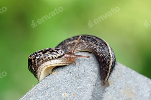 Preview: Closeup shot of a tiger snail on the stone