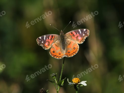Preview: Nature colors