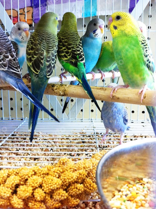 Preview: Group of Budgerigars Perched on a Branch in Cage