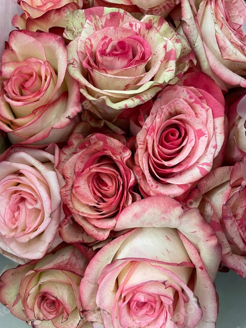 Preview: Close-Up Bouquet of Beautiful Pink Roses