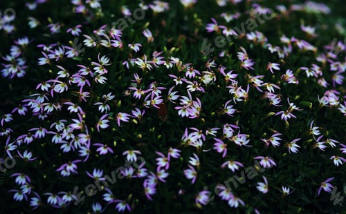 Preview: The tiny bright colored flowers with dark green leaves in the garden
