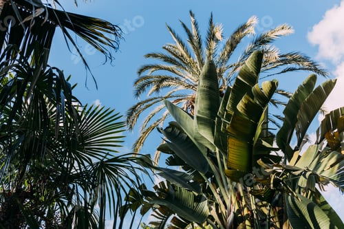 Preview: lush green plants on blue clear sky background, barcelona, spain