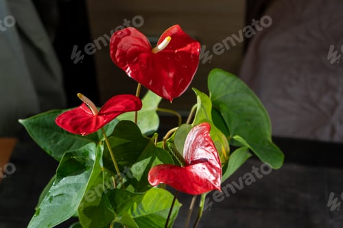 Preview: Anthurium buds on black background. Red home flower with a yellow center. Flower in the shape of a
