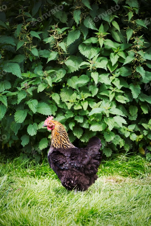 Preview: A brown and black free range chicken in a garden.