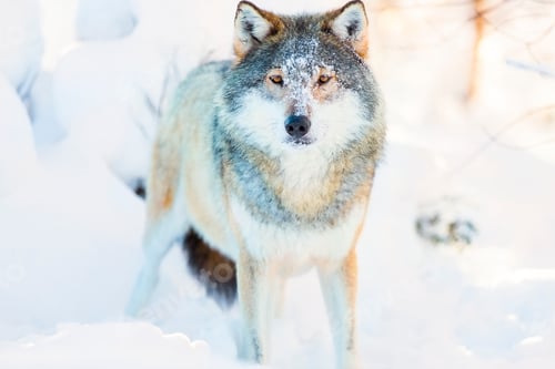 Preview: Wolf stands in beautiful and cold winter forest