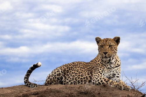 Preview: A leopard, Panthera pardus, lies on the top of a termite mound, sky background, looking out of frame