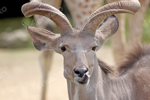 Preview: The greater kudu (Tragelaphus strepsiceros)