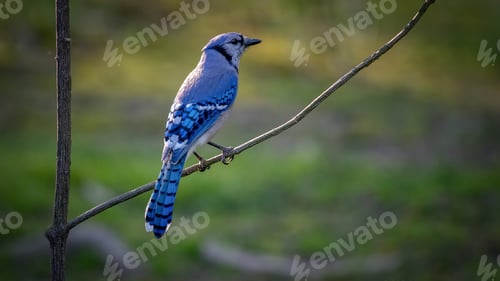Preview: Blue jay