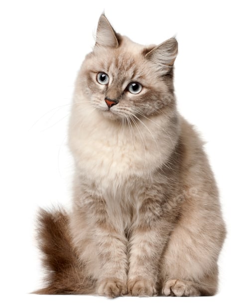 Preview: Siberian cat, sitting in front of white background