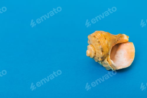 Preview: Beach seashells on colored background. Mock up with copy space