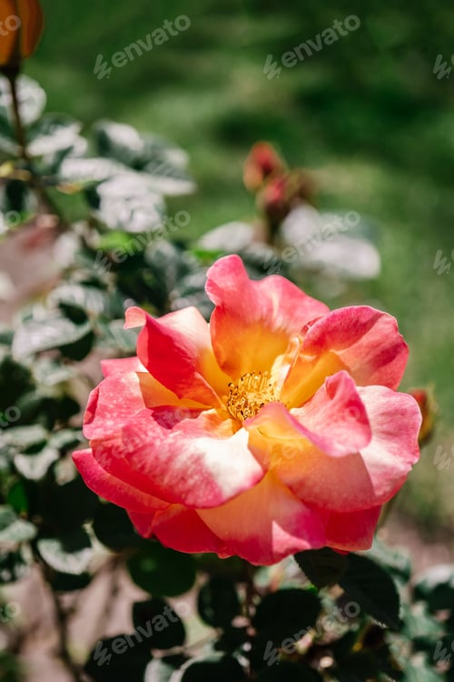 Preview: Blooming flower in nature in the garden in spring.